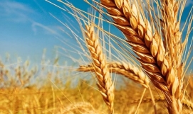 Ціни на українську пшеницю суттєво упали – AgroNews